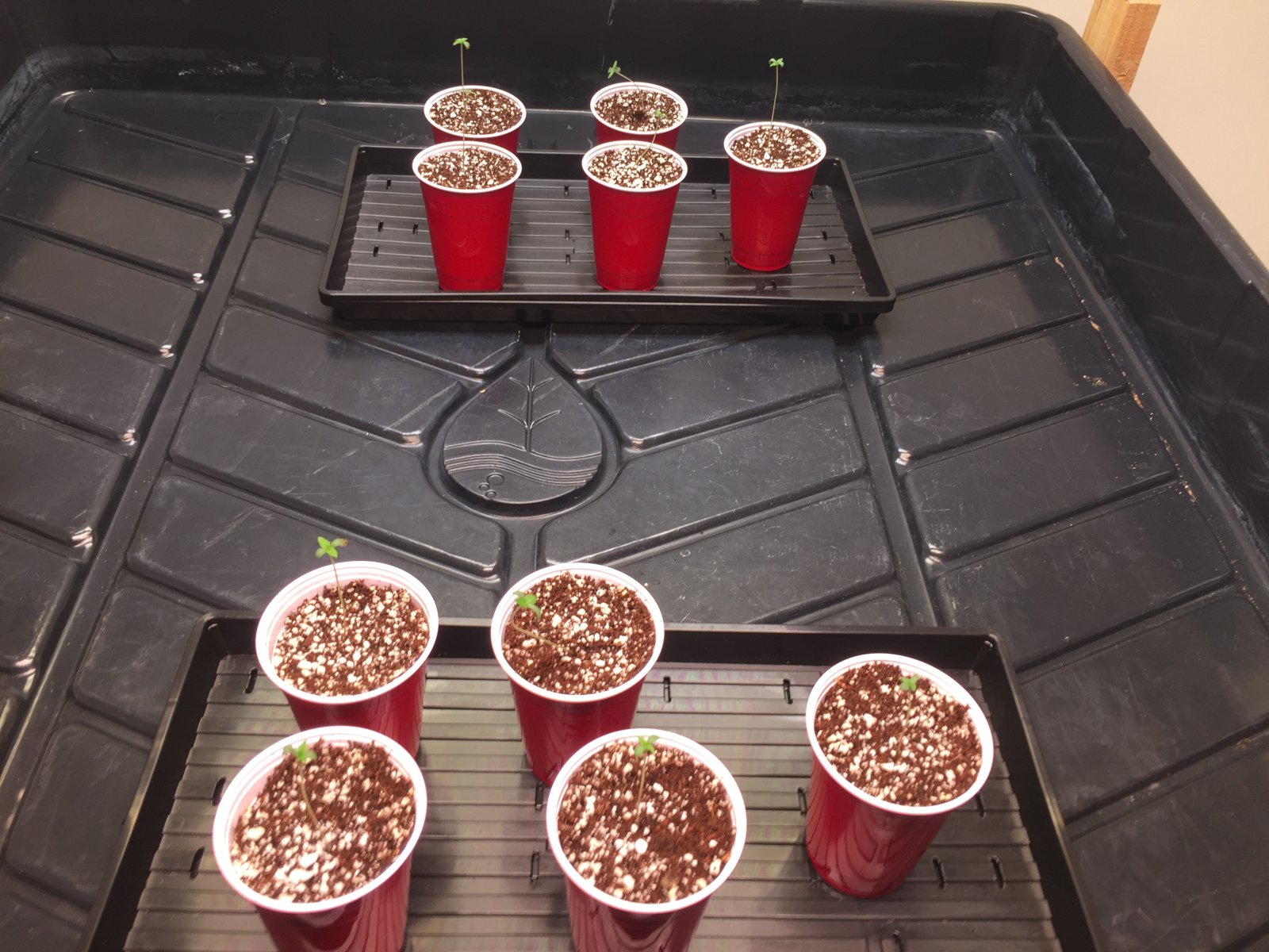 Seedlings Day 3.JPG