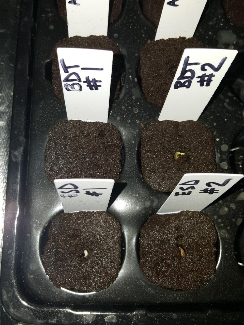 seedlings-day2-2.jpg