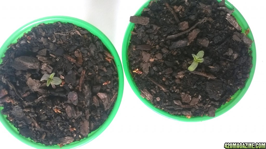 Seedlings emerge