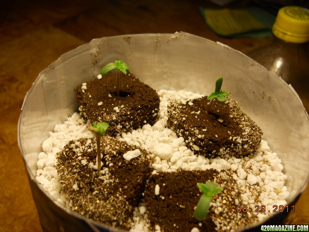 seedlings group shot 8-29