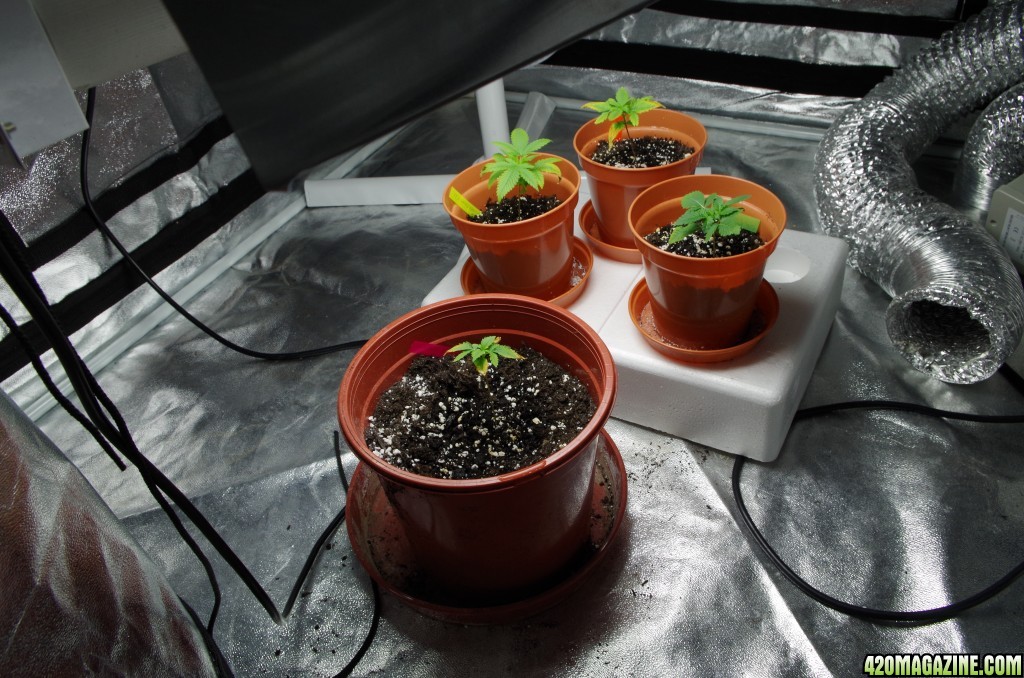 Seedlings in tent 2