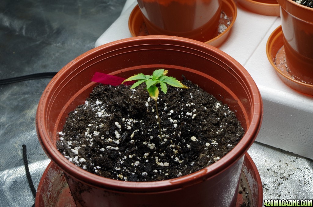 Seedlings in tent 2