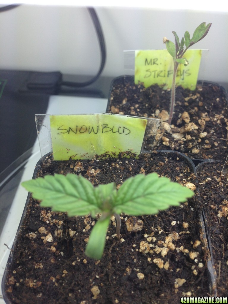 Seedlings in two inch pots