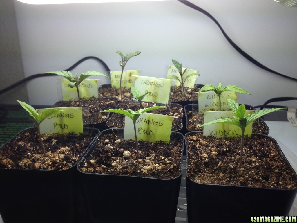 Seedlings in two inch pots