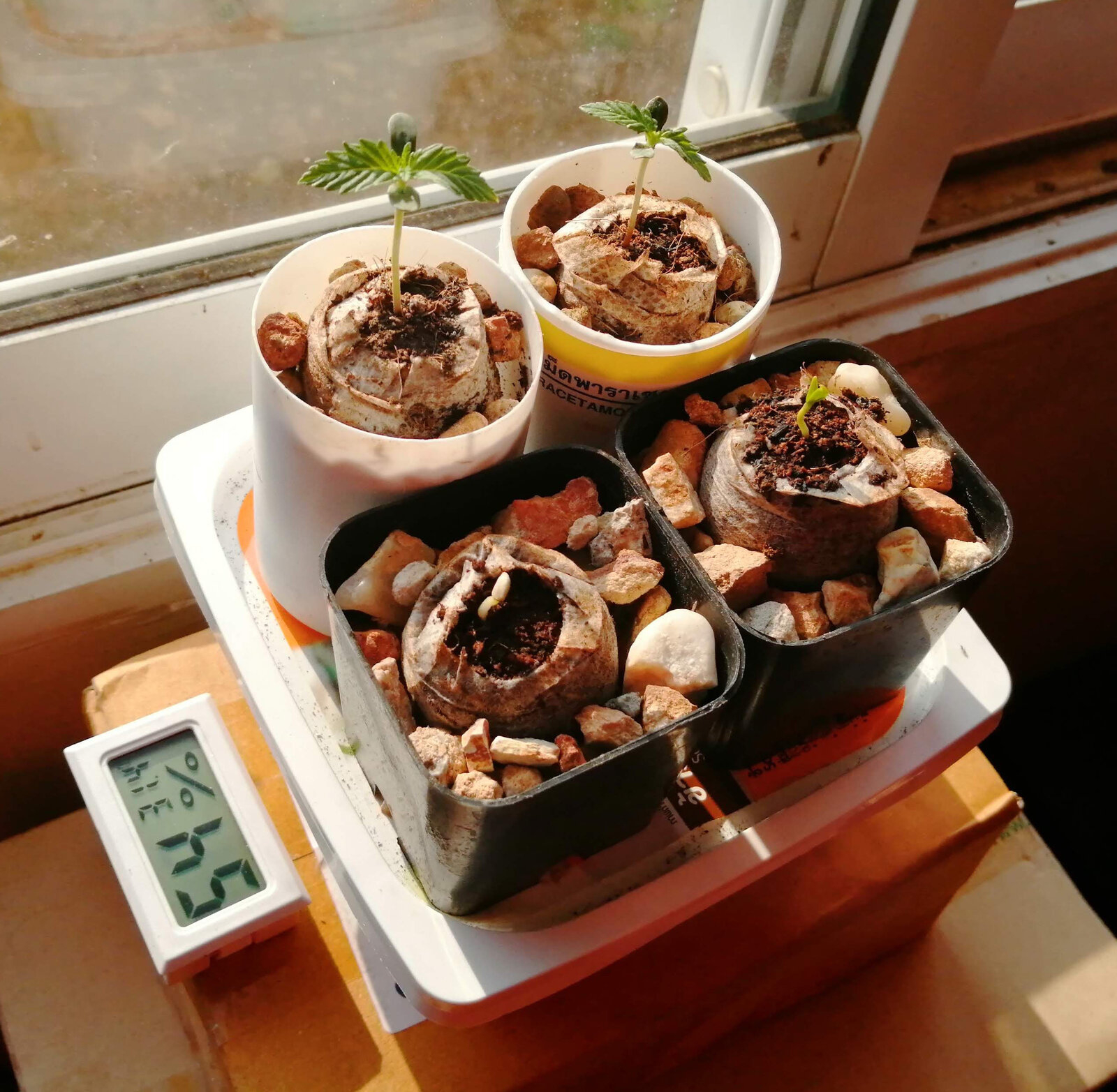 seedlings.jpg