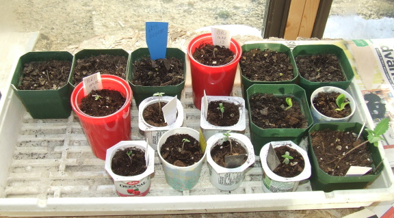 seedlings.jpg