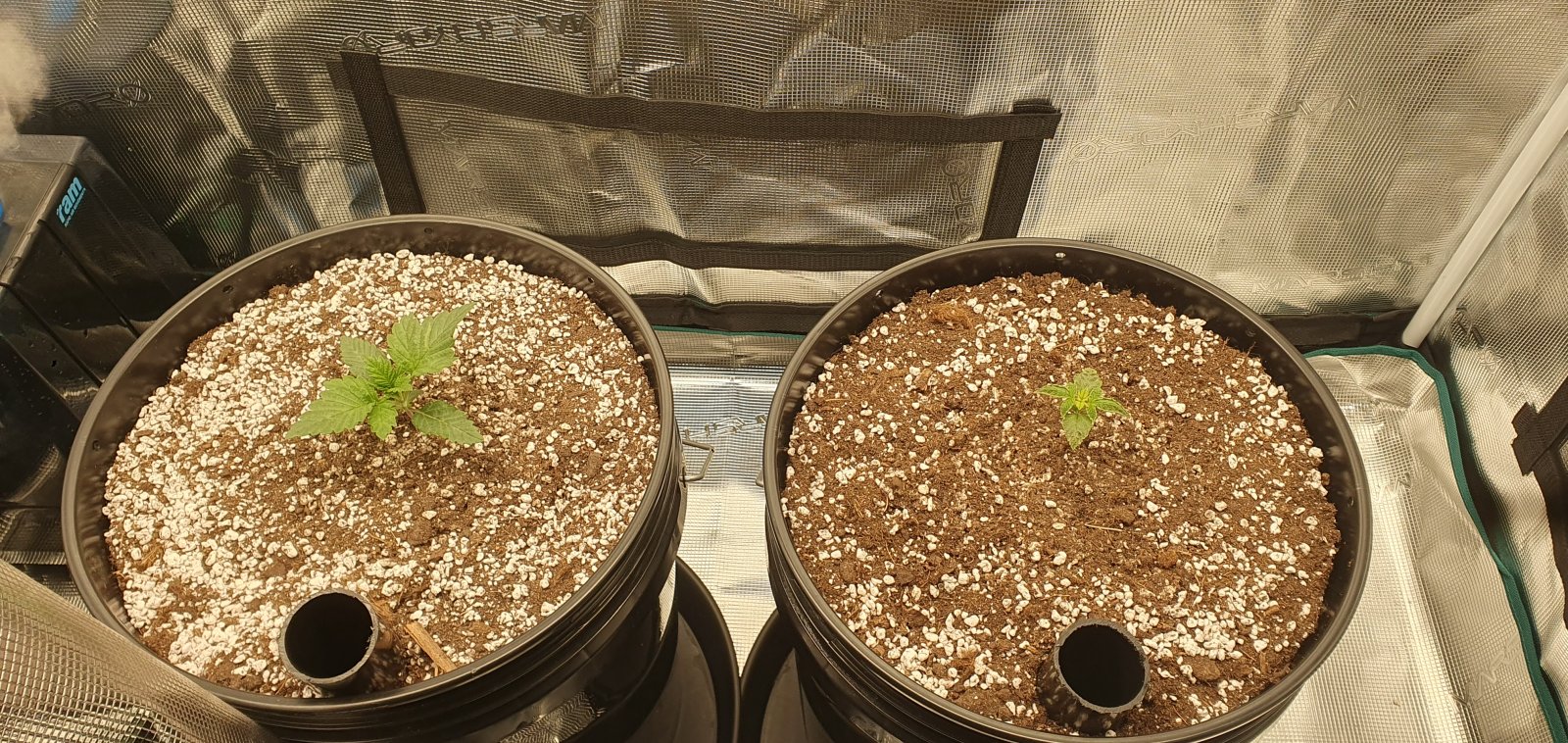 seedlings.jpg