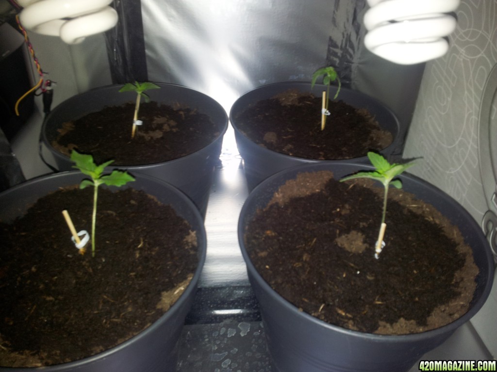 Seedlings, one dying