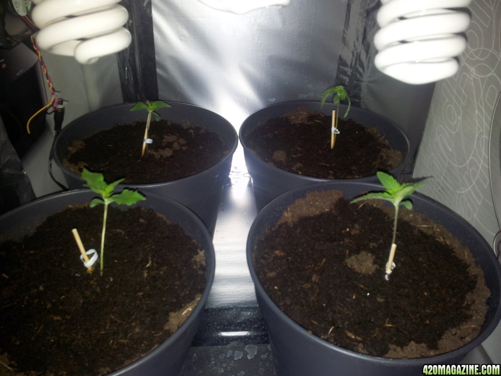 Seedlings, one dying