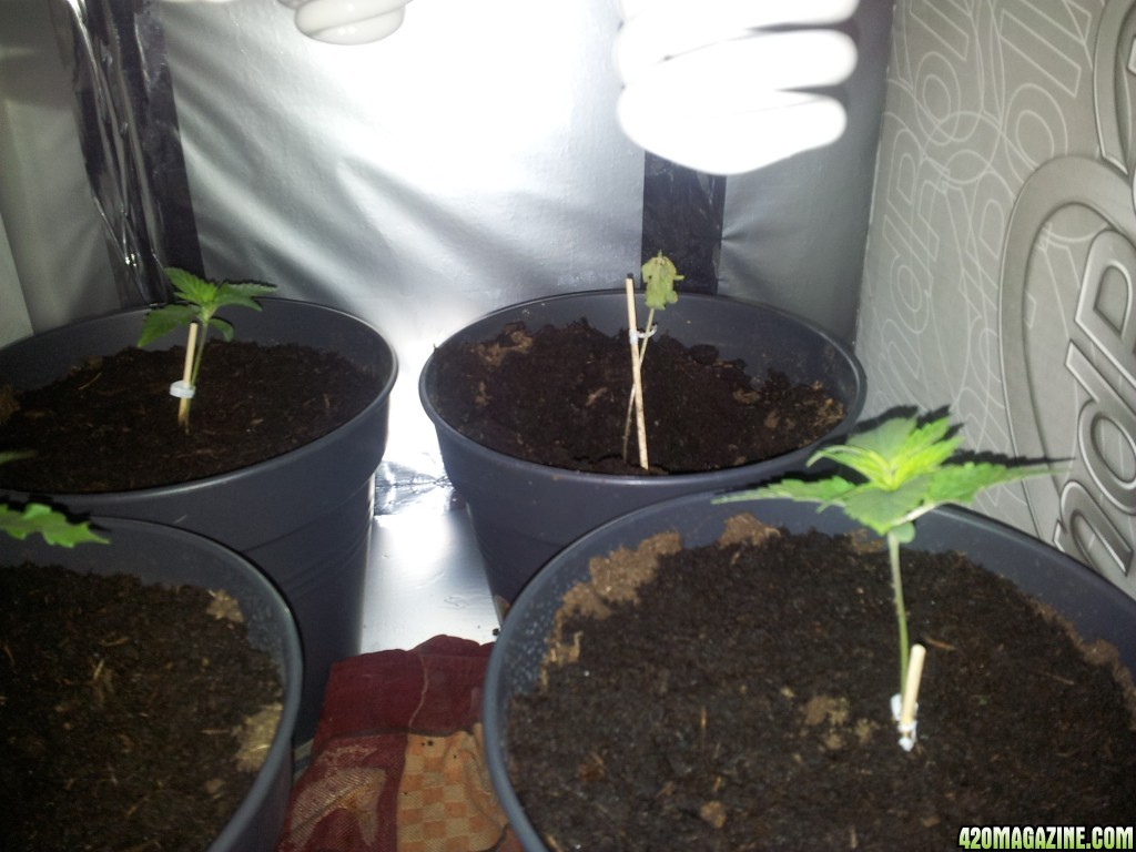 Seedlings, one dying