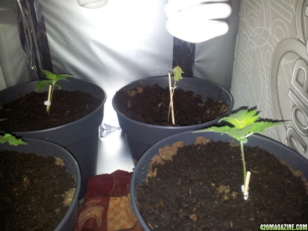 Seedlings, one dying