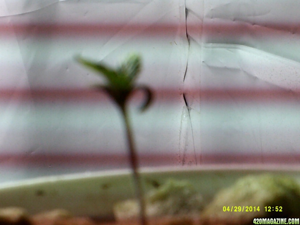 Seedlings potted, 1 week old