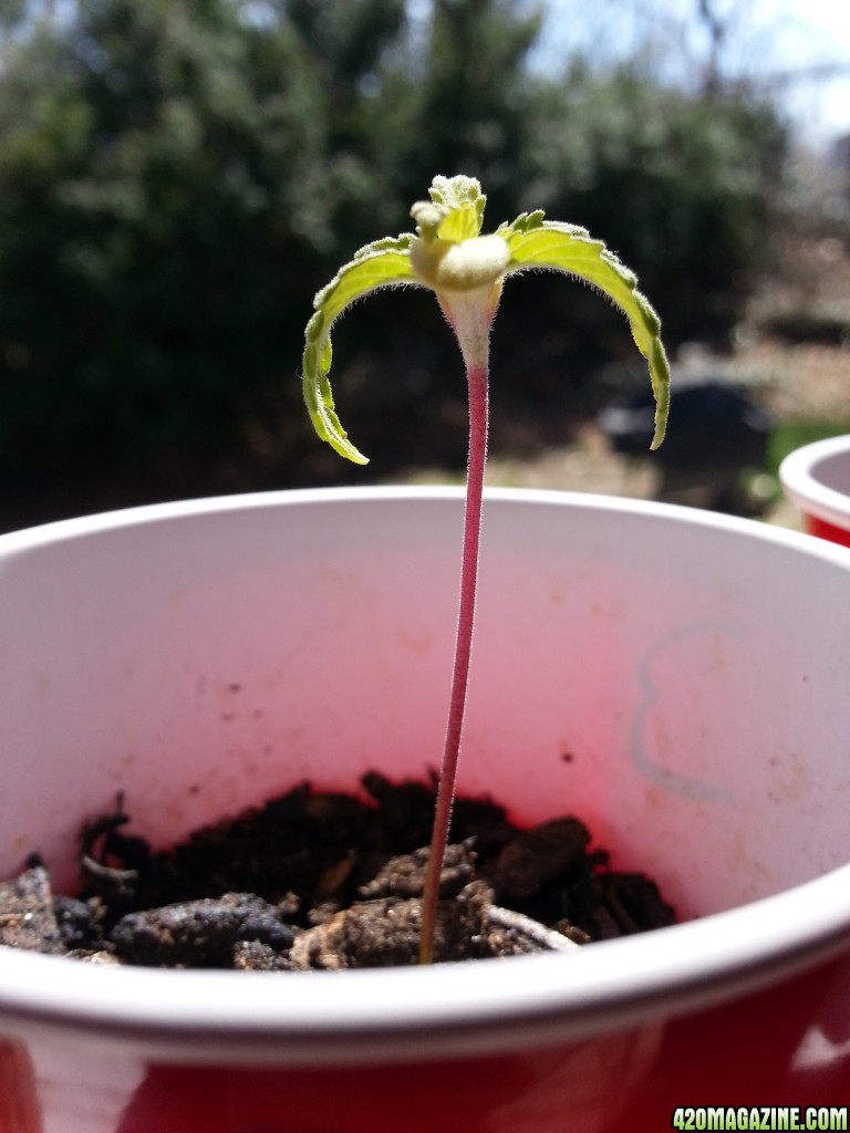 Seedlings, Second grow