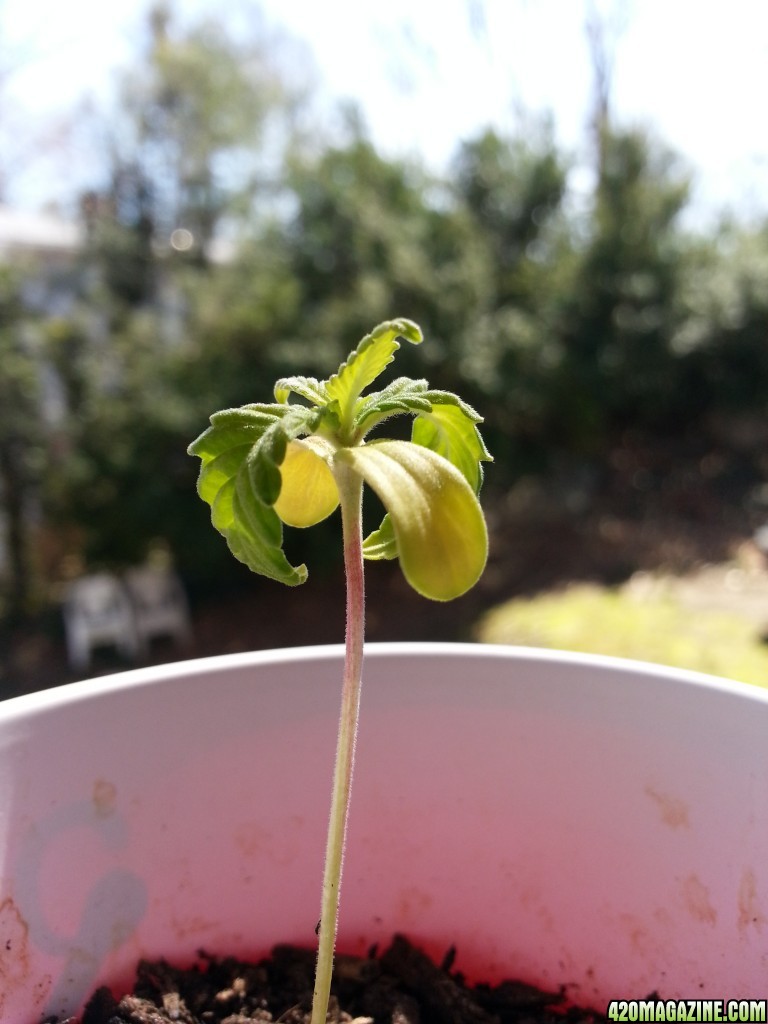 Seedlings, Second grow