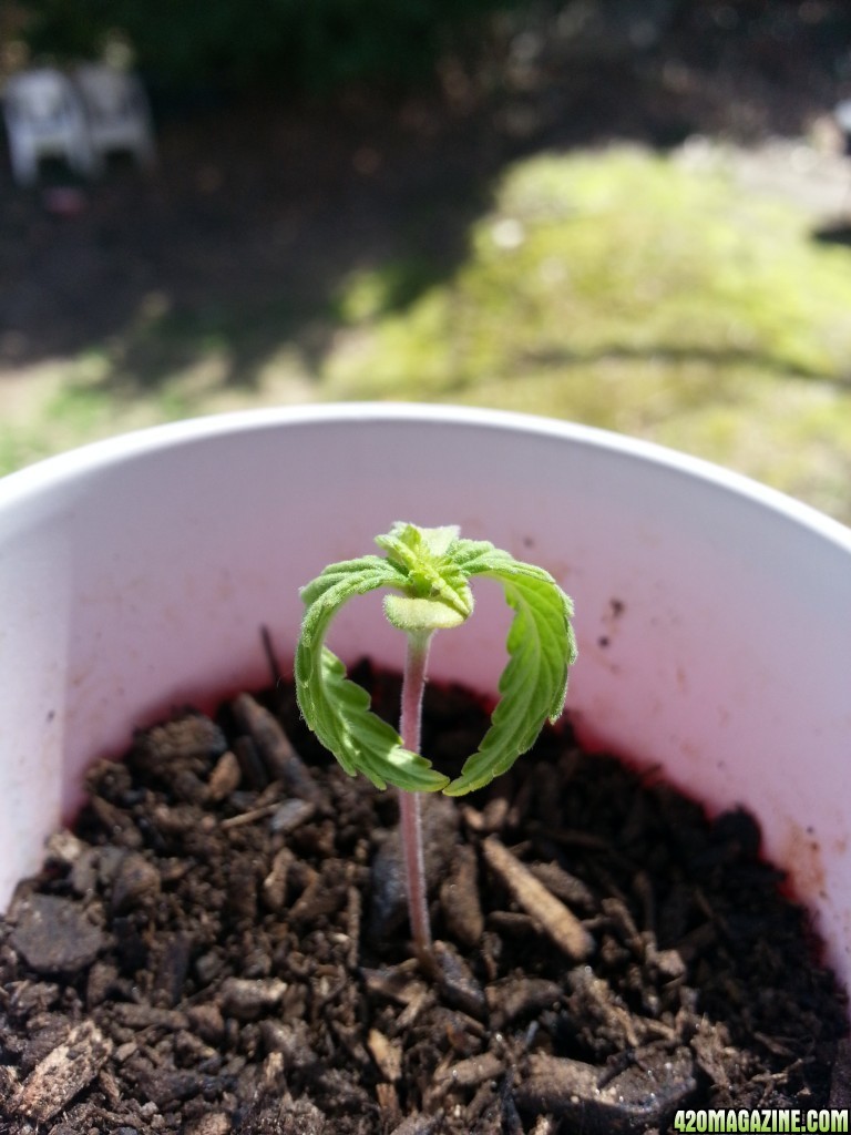 Seedlings, Second grow