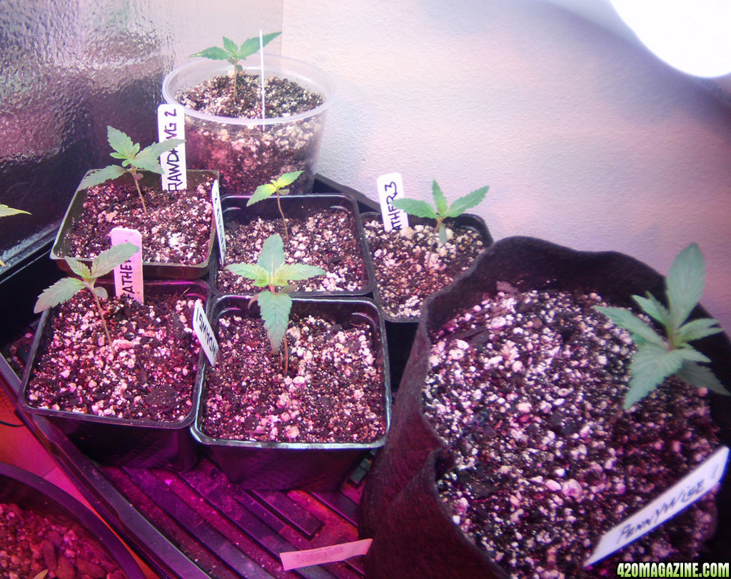 Seedlings under CFLs finally = happy