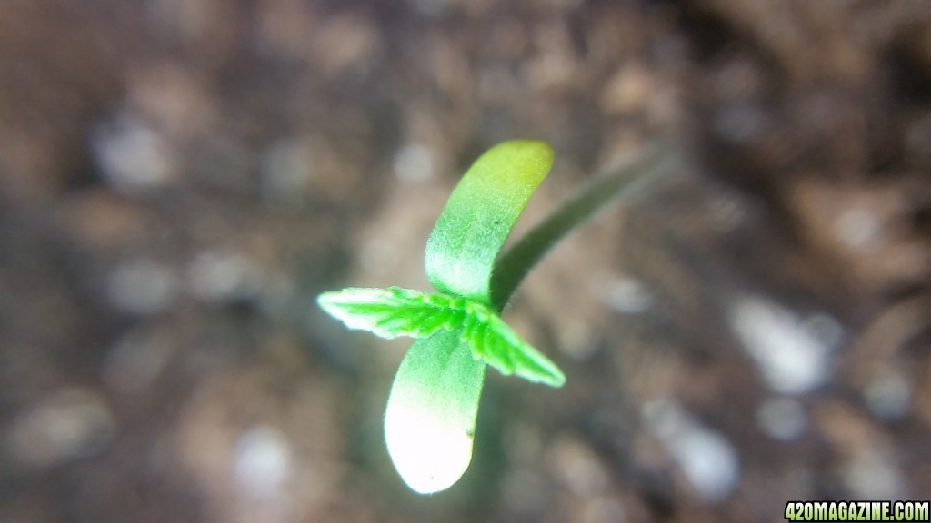 Seedlings