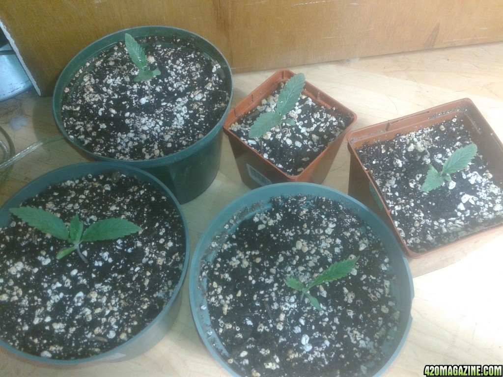 seedlings