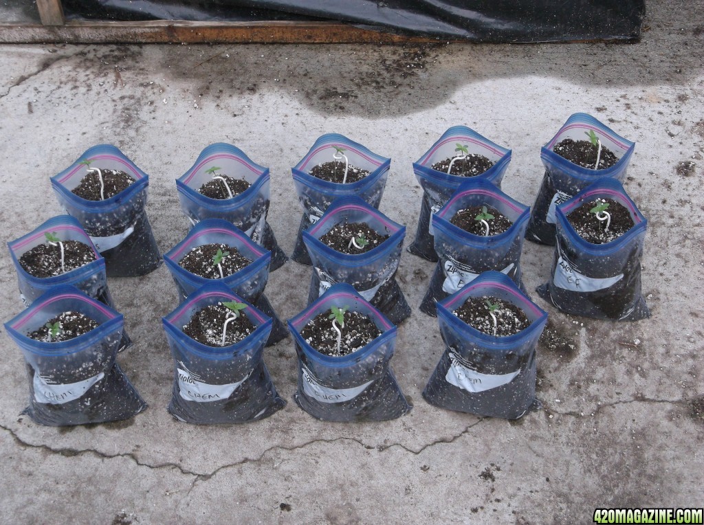 Seedlings