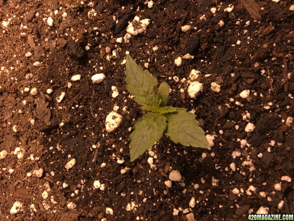 seedlings