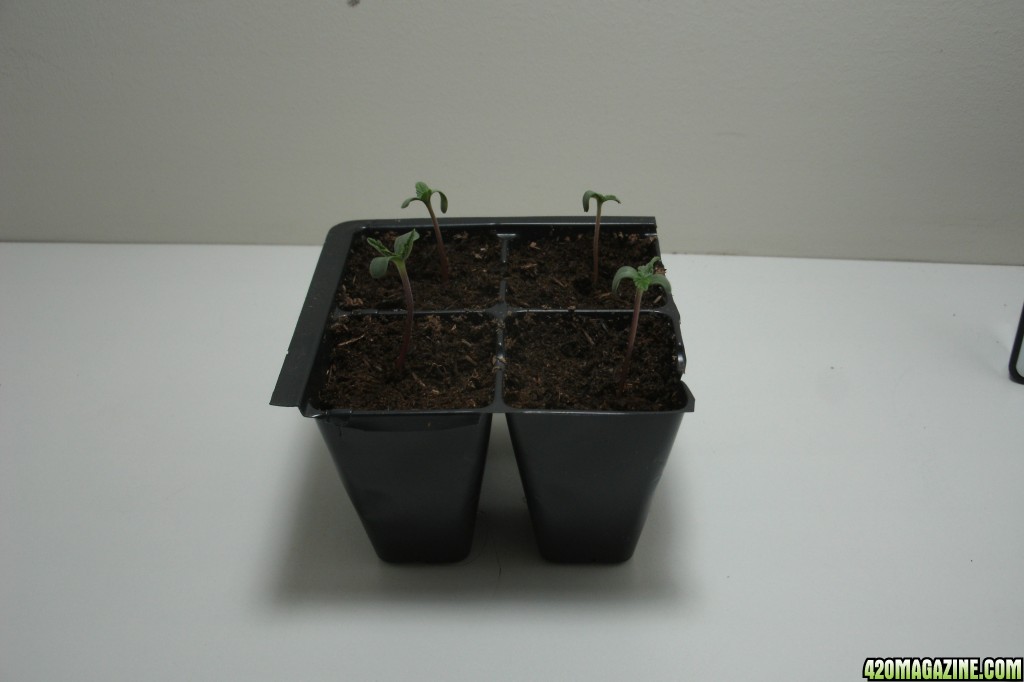 seedlings