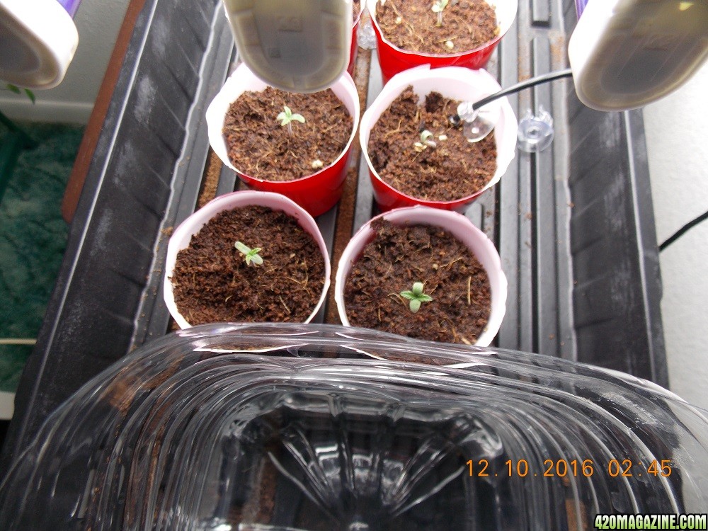 seedlings