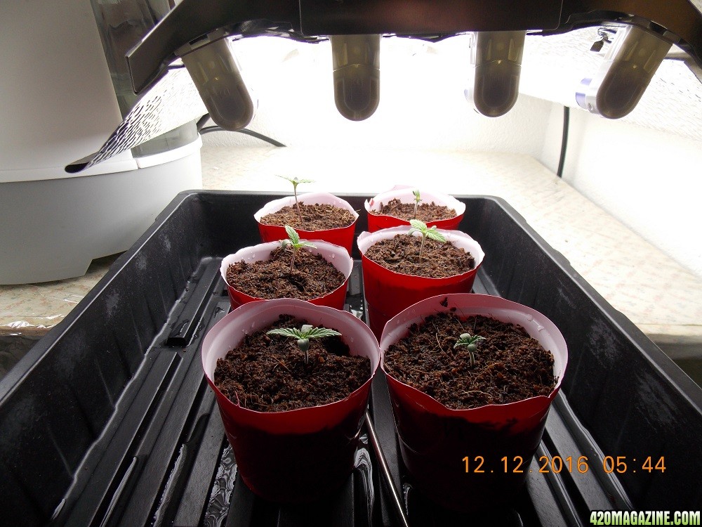 seedlings