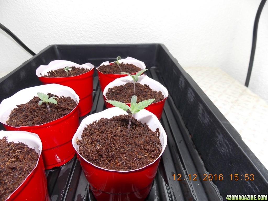 seedlings