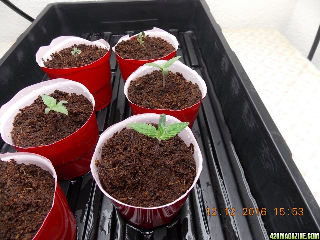 seedlings