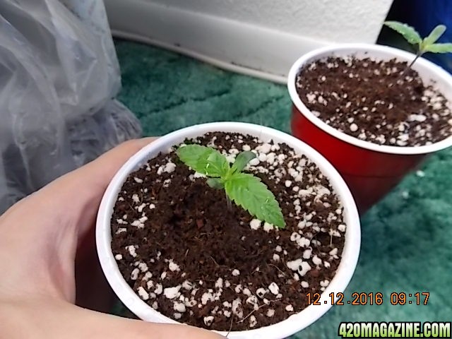 seedlings