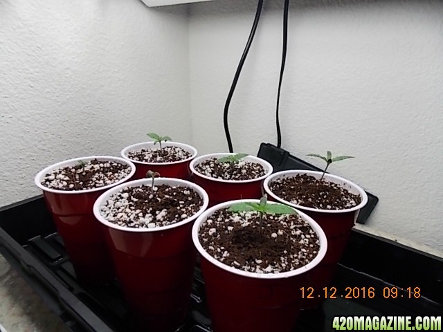 seedlings