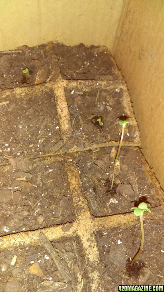 Seedlings