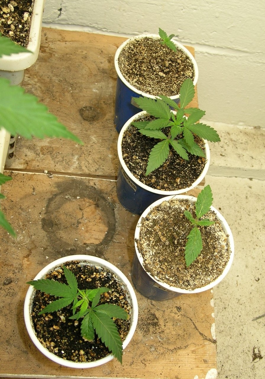 Seedlings