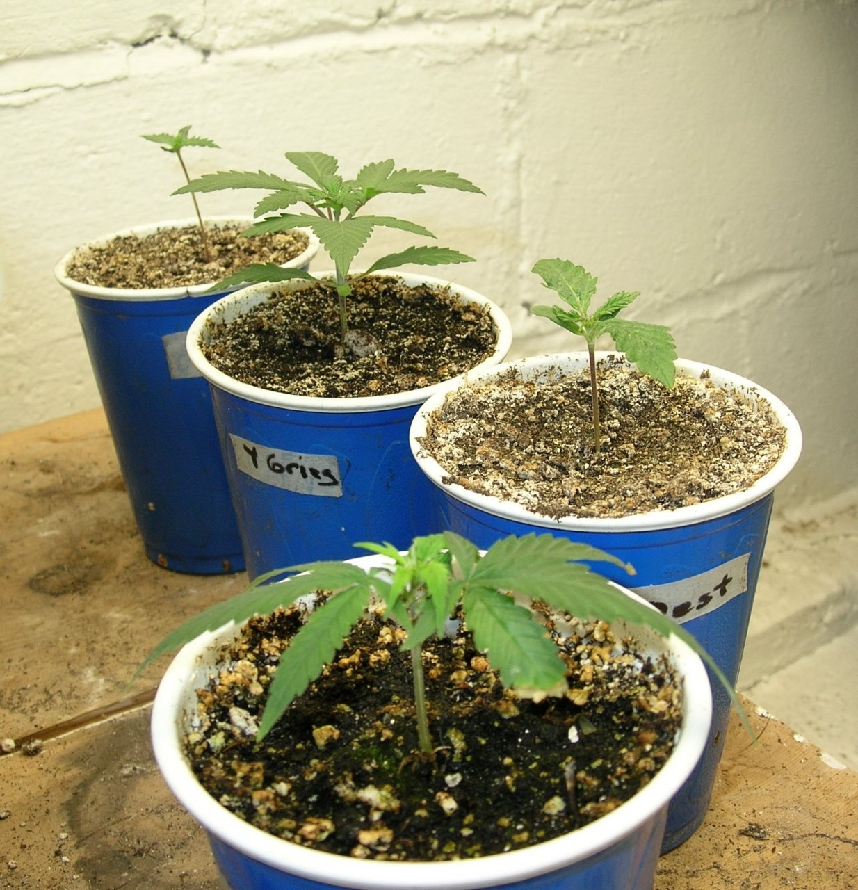 Seedlings