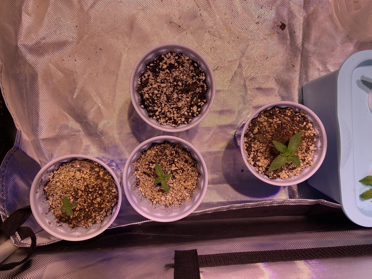 Seedlings