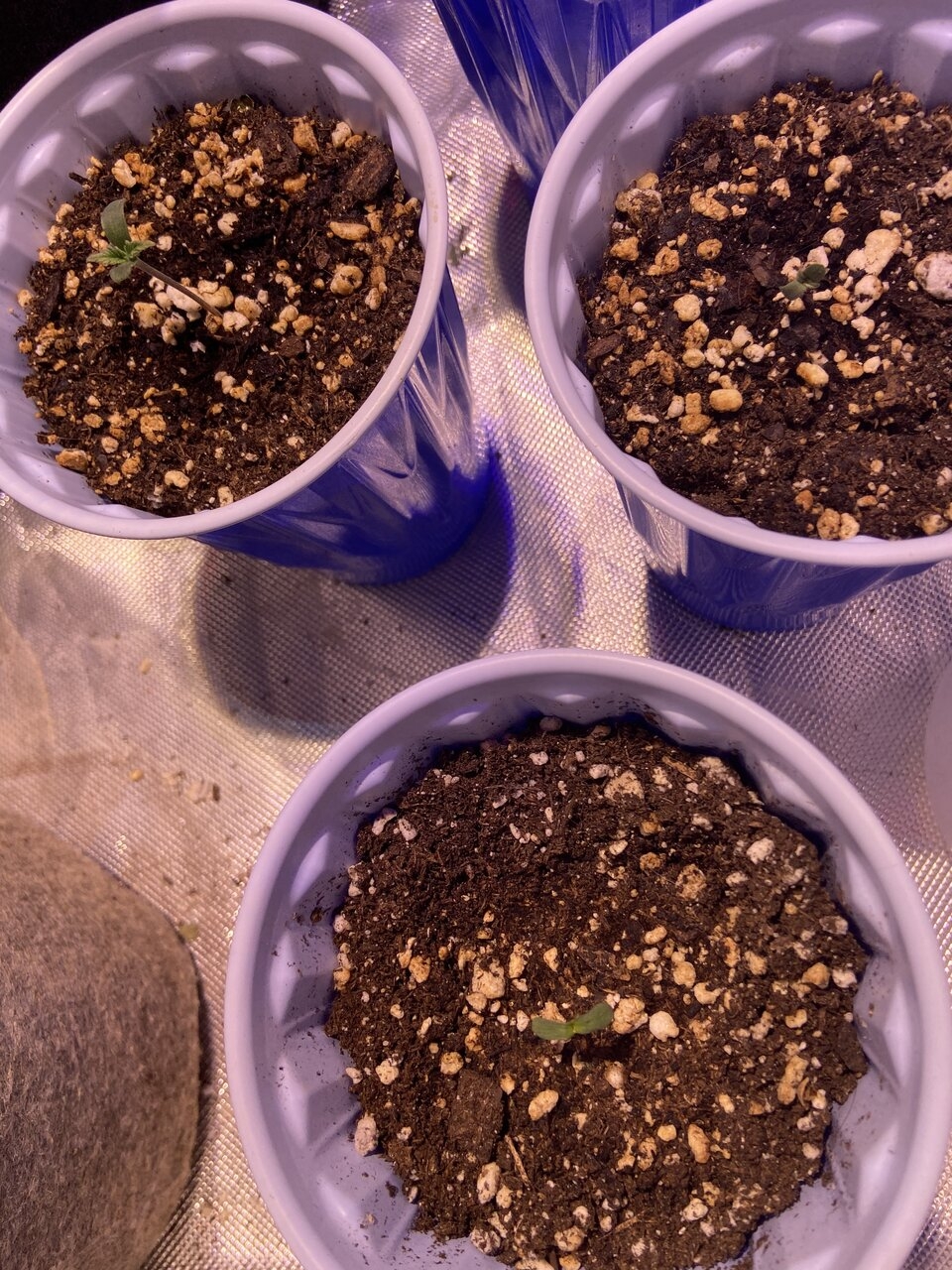 Seedlings