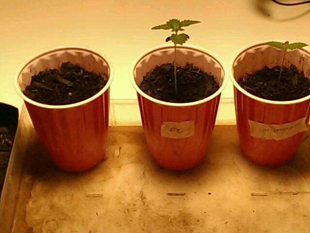 Seedlings