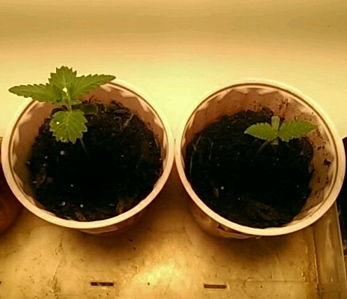 Seedlings