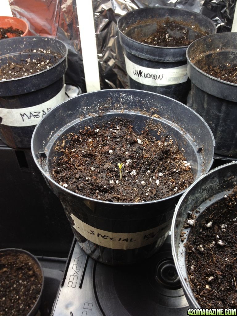 seedlings