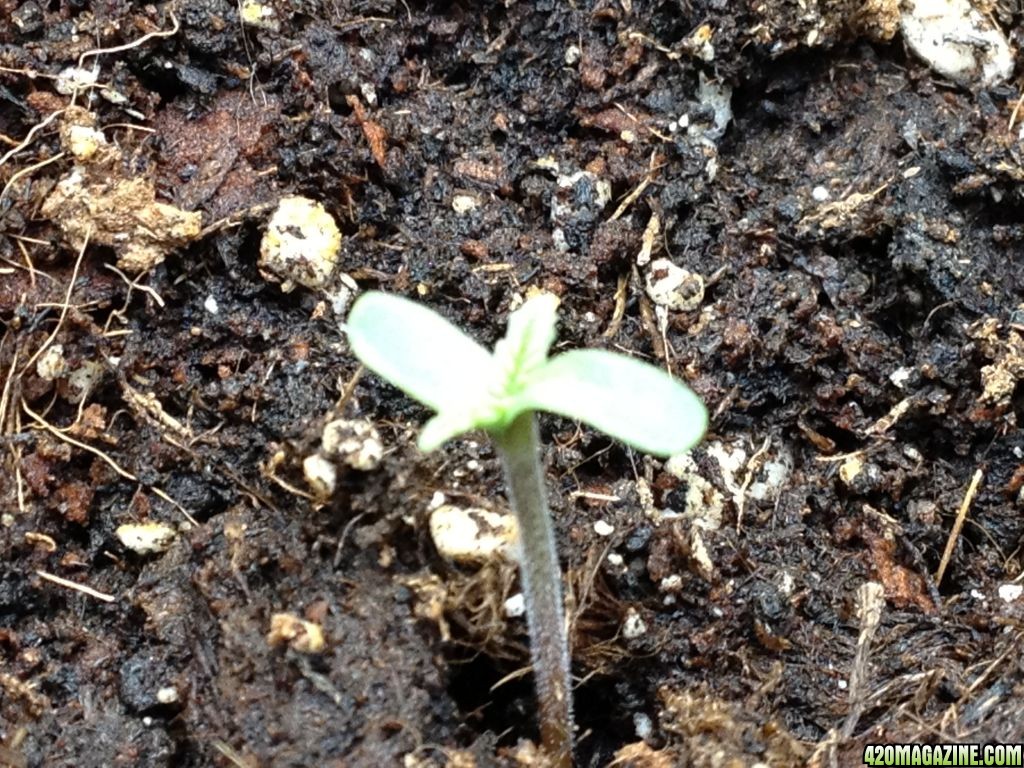 seedlings