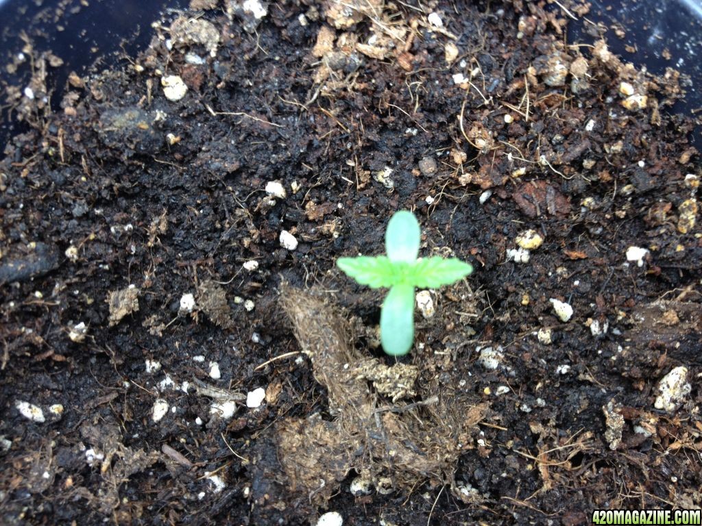 seedlings