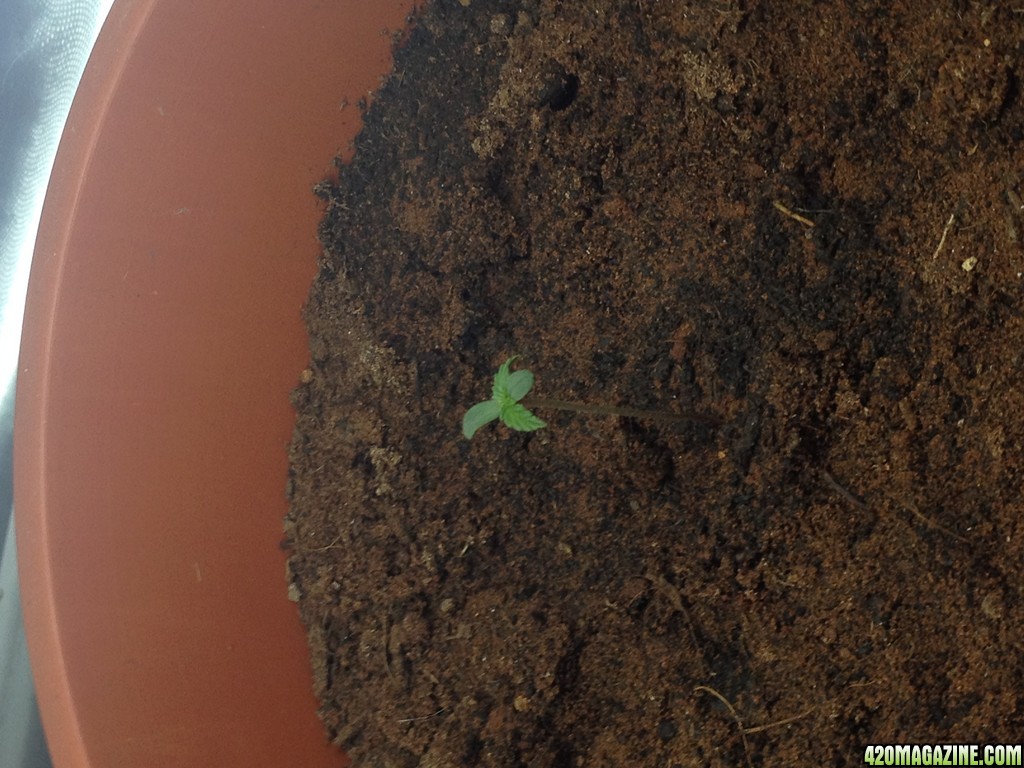 seedlings