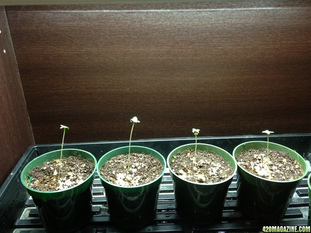 Seedlings