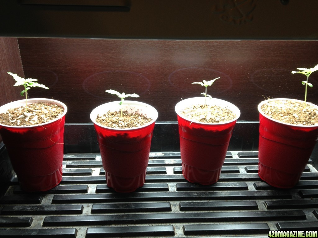 Seedlings