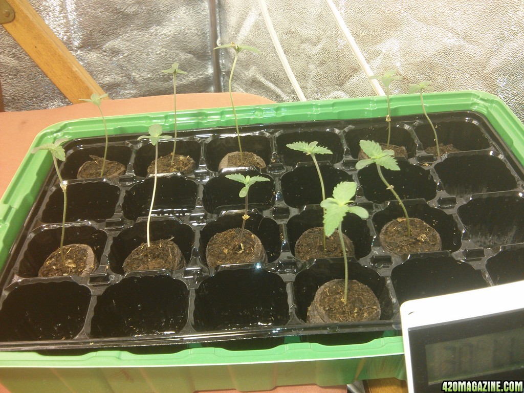 Seedlings