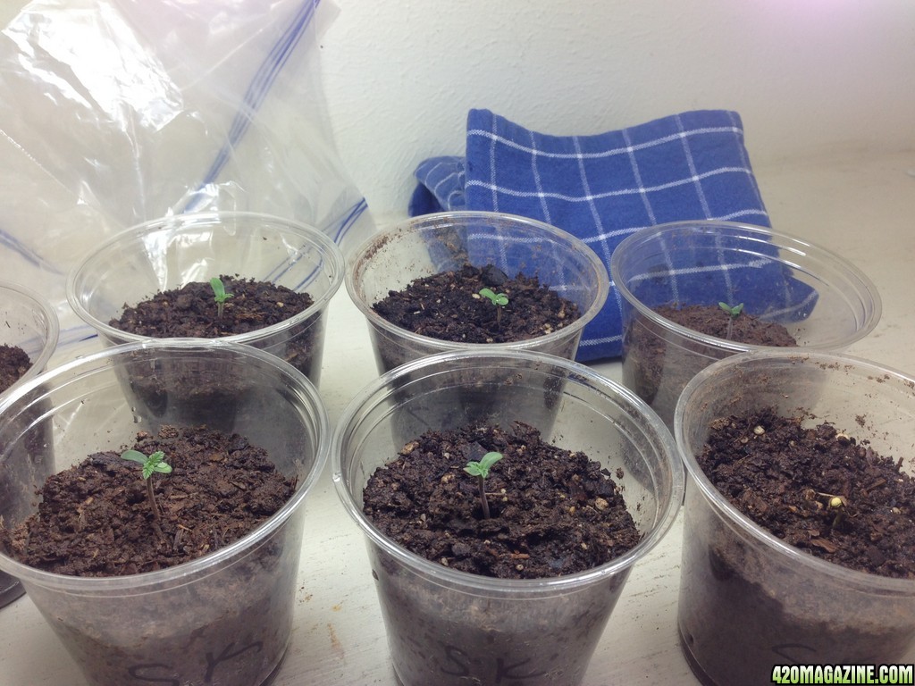 Seedlings