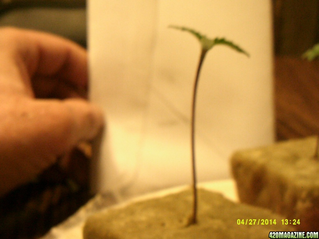 Seedlings