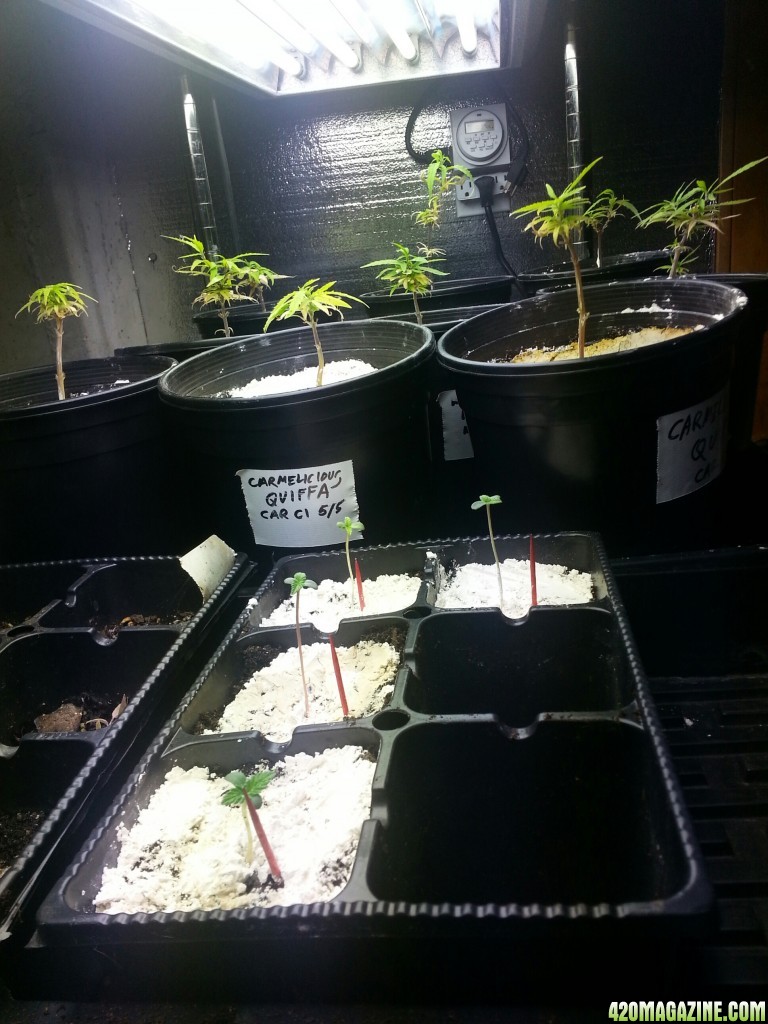 seedlings