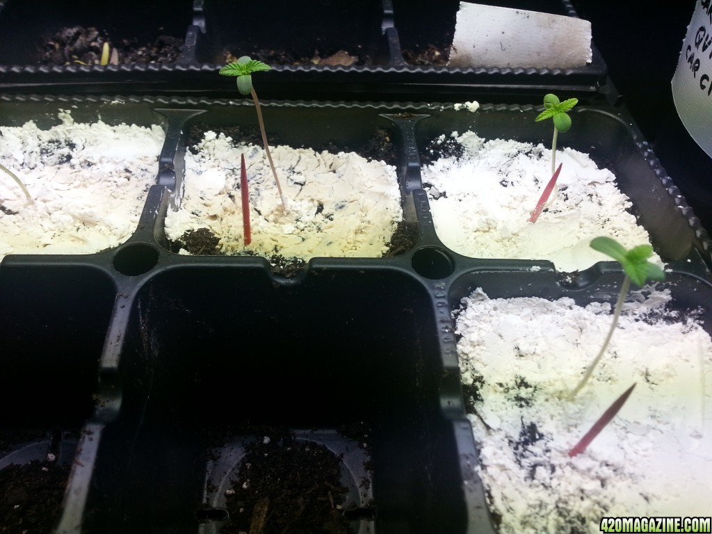 seedlings