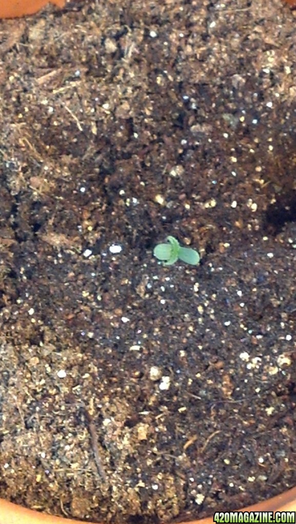 Seedlings